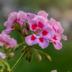 Delikatne, różowe kwiaty pelargonii angielskiej z ciemniejszymi plamkami na płatkach, otoczone zielenią.