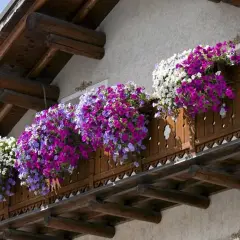 Balkon ozdobiony kaskadami kwitnących petunii w odcieniach bieli, fioletu i różu. Idealne jakie kwiaty na balkon, tworzące barwną chmurę.