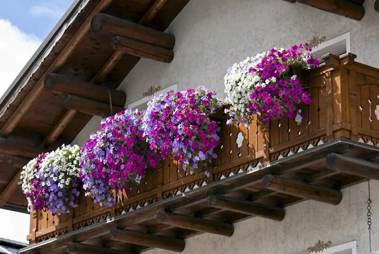 Jakie kwiaty na balkon wybrać do słońca i cienia?