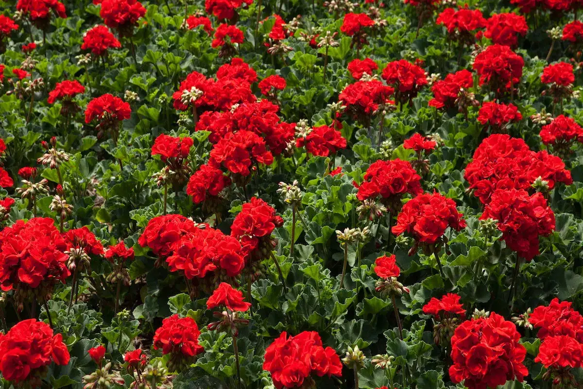 Pelargonia Calliope - jak zadbać o długie kwitnienie?