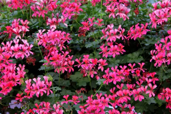 Pelargonia kaskadowa na balkonie - jak dbać, by długo kwitła?