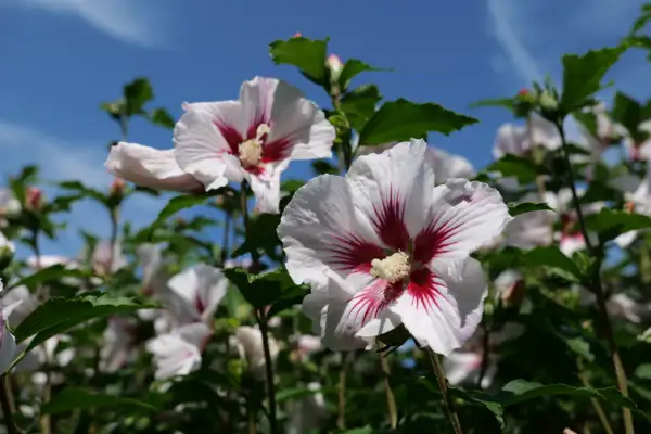 Piękne kwiaty hibiskusa krzewu rozkwitają na tle błękitnego nieba.