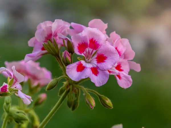 Delikatne, różowe kwiaty pelargonii angielskiej z ciemniejszymi plamkami na płatkach, otoczone zielenią.