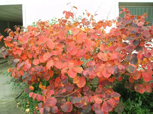 Jesienny hamamelis krzew ozdobny w pełnej krasie, liście mienią się od czerwieni po purpurę.