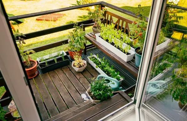 Balkon pełen zieleni: zioła na balkonie, pomidory i inne rośliny w doniczkach.
