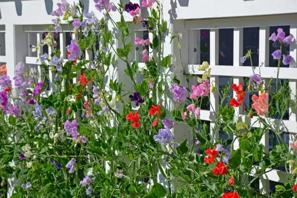 Kolorowy groszek pachnący na balkonie pnie się po białej kratce, tworząc kwitnący dywan.