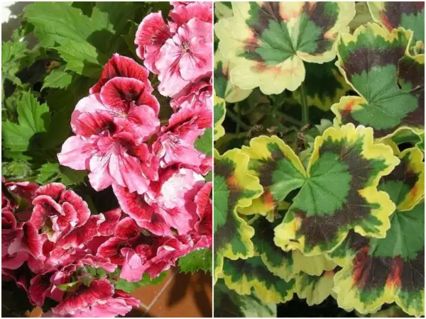 Dwa rodzaje pelargonii na balkonie: jedne z różowymi kwiatami, drugie z liśćmi w zielono-żółte wzory.