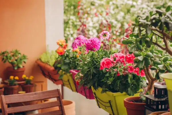 Kolorowe kwiaty w donicach na tarasie: różowe dalie, czerwone pelargonie i pomarańczowe róże. Idealne jakie kwiaty do donicy na taras.