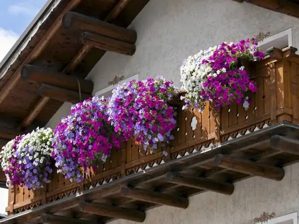 Kwiaty na balkon słoneczny: kaskady fioletowych, różowych i białych petunii ozdabiają drewnianą balustradę, tworząc barwny dywan.