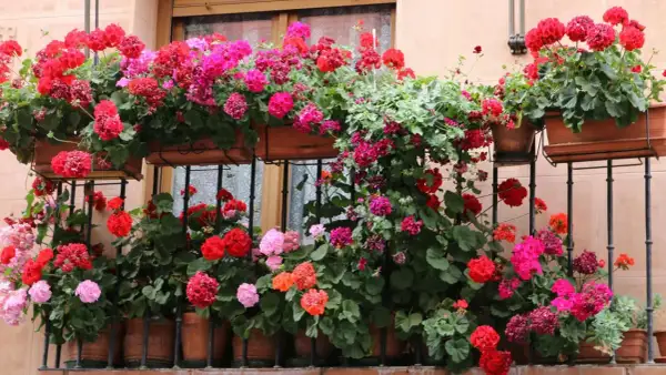 Balkon pełen kwitnących pelargonii. Różne kwiaty balkonowe, nazwy ich to m.in. pelargonie, tworzą barwny kobierzec.