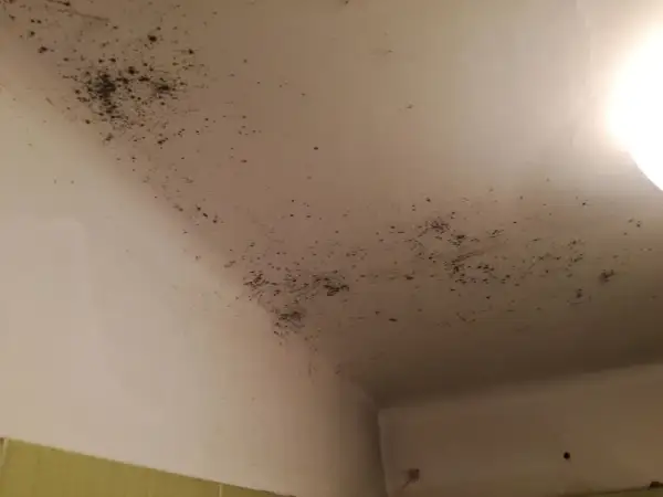 Rozległa pleśń na suficie, czarne plamy i kropki tworzą niepokojący wzór.
