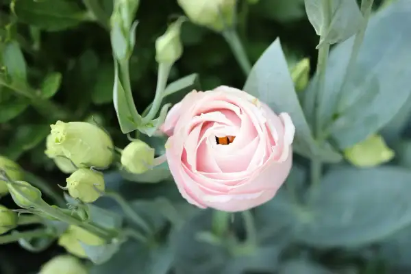 Delikatna eustoma wielkokwiatowa w pastelowym różu, otoczona zielonymi pąkami i liśćmi.