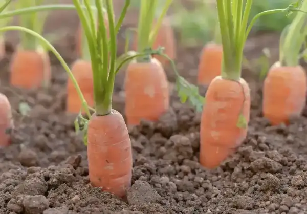 Młode marchewki zwyczajne rosnące w ziemi, ich pomarańczowe korzenie wystają spod brązowej gleby, a zielone nać jest lekko pochylona.