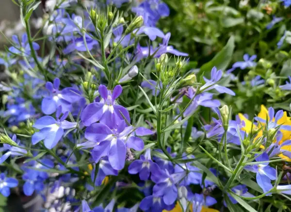 Kwitnąca lobelia wieloletnia w odcieniach niebieskiego i fioletu, z białymi akcentami.